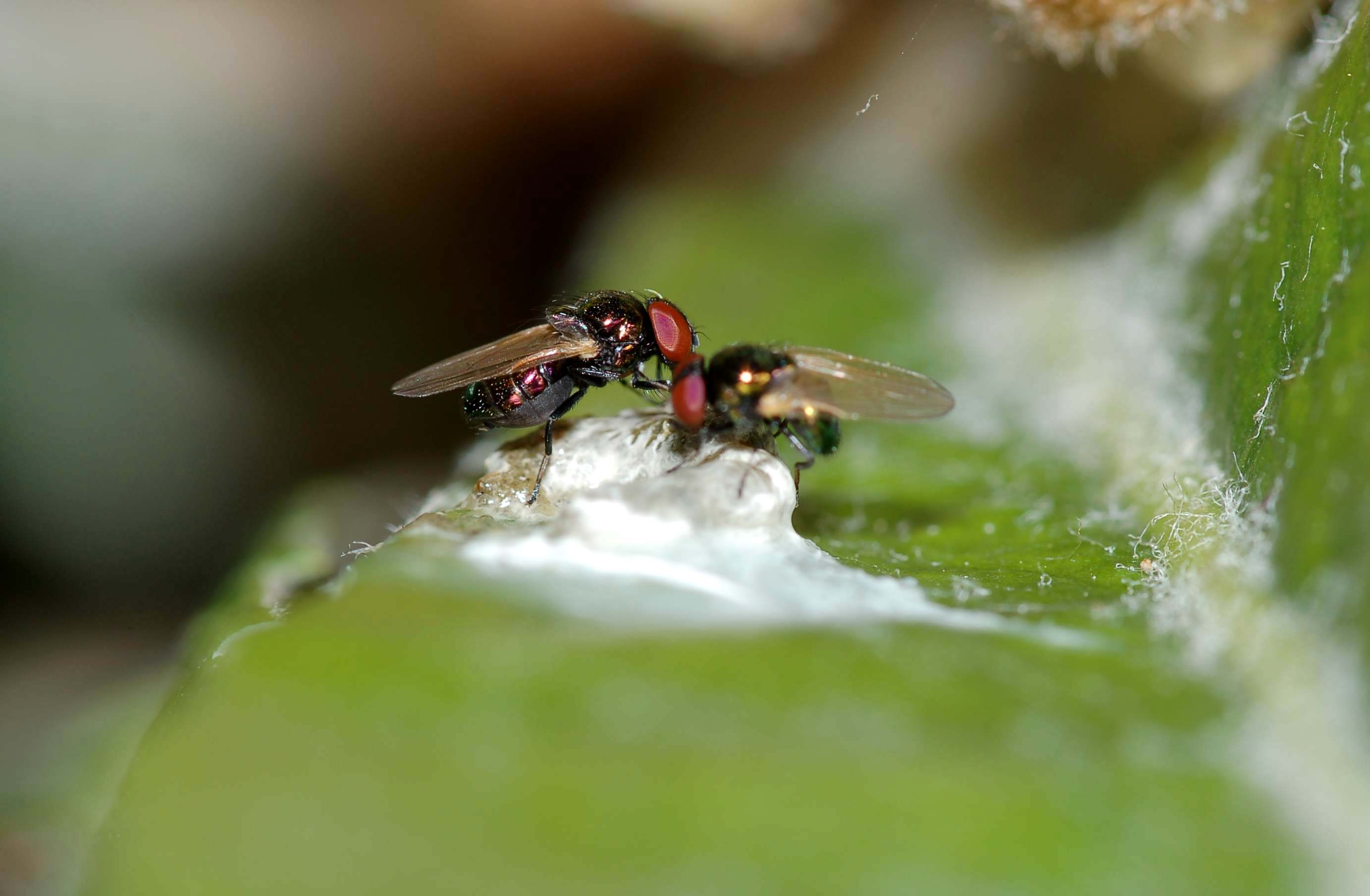 Identificazione #2 : moschina splendida